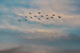 BLEAK FOR THE BEAKS: WI BIRD POPULATION DROPPING