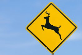 Oh, Deer! They’re Not Using the Crossings…