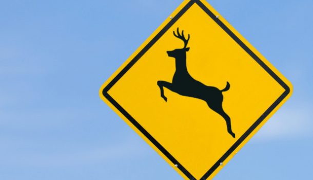 Oh, Deer…