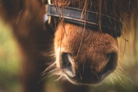 DEATH OF A HORSE UNDER INVESTIGATION