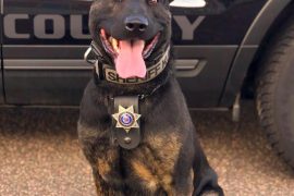 K-9 KODA AIDS IN BARRON CO. ARREST