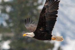 Bald Eagle Watch Day Planned in WI