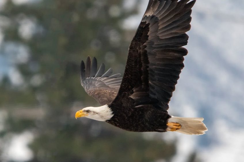 Bald Eagle Watch Day Planned in WI