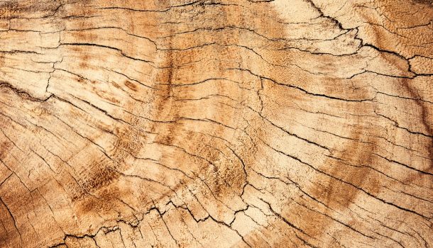 CONCERN GROWS FOR WI HARDWOOD GROWERS