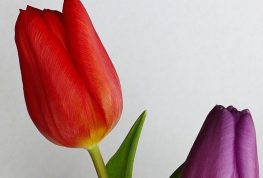 It’s Official, Spring Returns