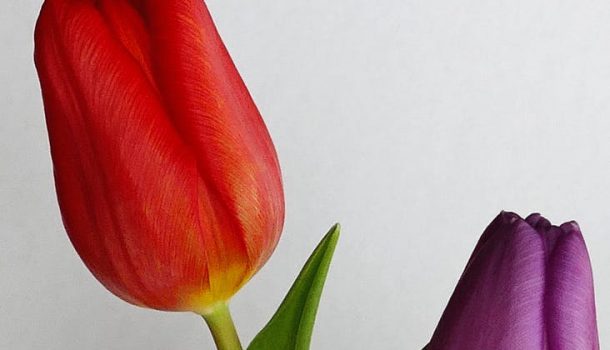 It’s Official, Spring Returns