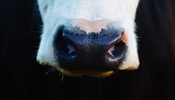 “MOOOving” Towards Sustainability in the Dairy Supply Chain