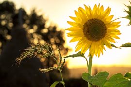 Sunflowers Shine Bright for Joshua’s Camp