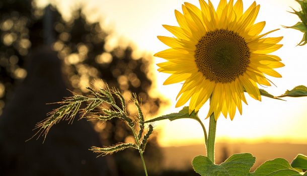 Sunflowers Shine Bright for Joshua’s Camp