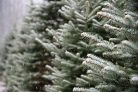 New Options For Old Holiday Trees