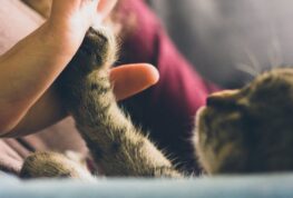 Friday Feel Good: A Special Kind of Cat Call