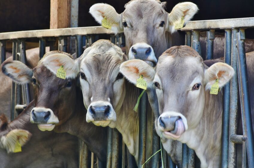 Gov. Evers Plans “Moooola” for WI Farmers