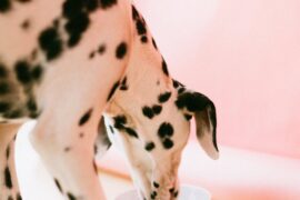 Sniffing Out Pet Food Recall
