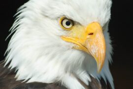 Injured Eagle Dies After Being Shot
