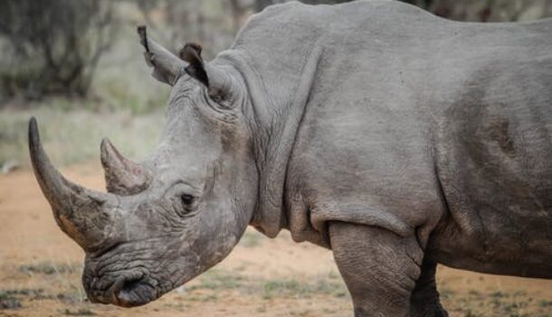 Zoo Looks to Upgrades for Rhino’s