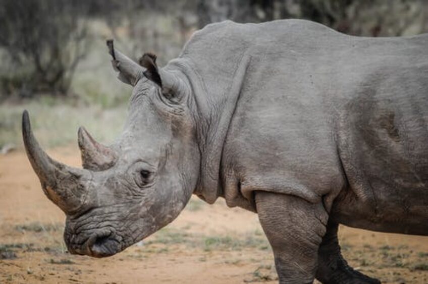 Rhino Care Center Opens in WI Zoo