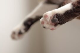 Health Official Seek Information About Kitten Bite