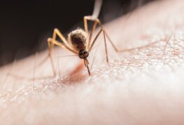 West Nile Case Confirmed in WI