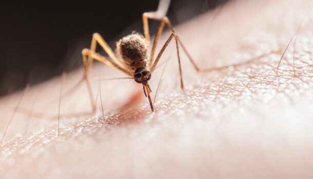 WI Sees First Human Case of West Nile