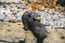 Otters Arrive at Henry Vilas Zoo