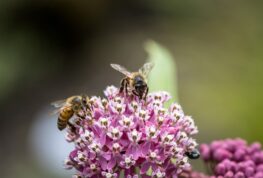 Pollinator Week in WI