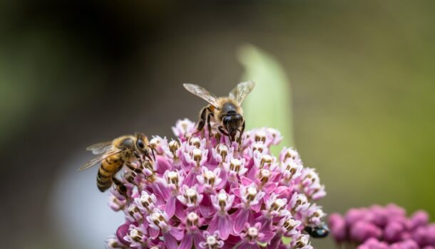 Lawmakers Make a Buzz on Behalf of Pollinators