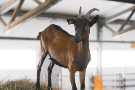 Baaaaack To Work for Local Goats