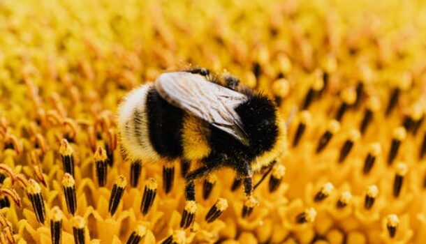 Activists Buzzin’ On Behalf of Bumblebees