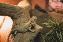 Bearded Dragons Linked to Salmonella Outbreak