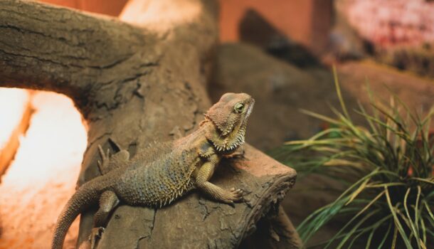Bearded Dragons Linked to Salmonella Outbreak