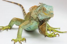 WI Holds Exotic Pet Surrender