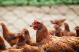Racine Co. Flock Tests Positive For Avian Flu