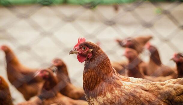 Racine Co. Flock Tests Positive For Avian Flu