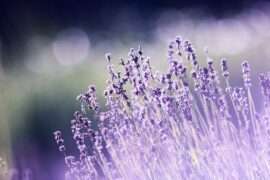 Public Gets Green Light For Lavender Days
