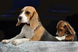 More Rescued Beagles Look For WI Homes