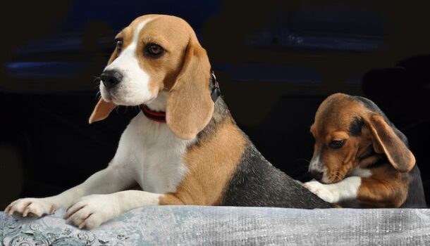 More Rescued Beagles Look For WI Homes