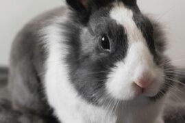 Rabbit Disease Bounces Into WI