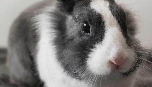 Rabbit Disease Bounces Into WI