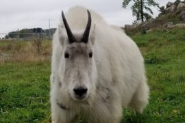 Marshfield Announces Loss of Popular Mountain Goat