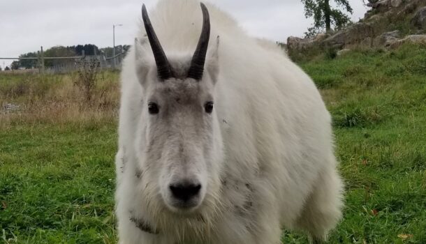 Marshfield Announces Loss of Popular Mountain Goat