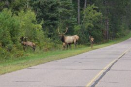 Bugling Elk Spotted Near Hwy. 7