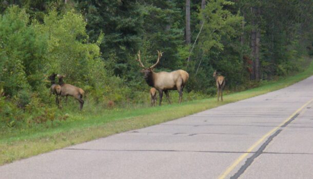 Bugling Elk Spotted Near Hwy. 7