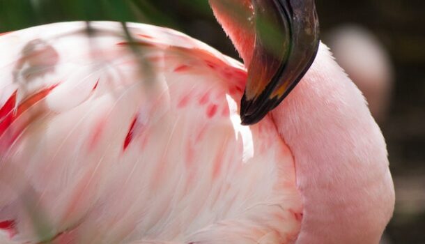 Flamingo’s in the Dairyland