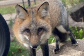 What Does the Fox Say? Find Out in Marshfield