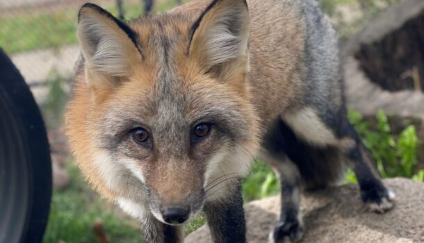 What Does the Fox Say? Find Out in Marshfield