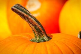 Local PumpKING: Gourd Weighs in for Record Books