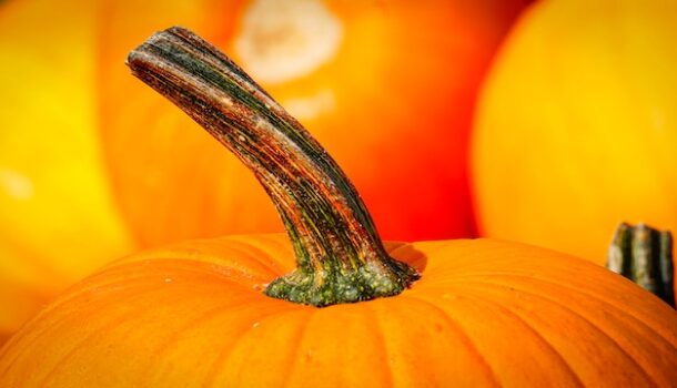 Local PumpKING: Gourd Weighs in for Record Books