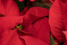 Poinsettia’s Past the Holidays?
