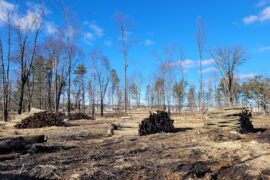 City of Marshfield Opens Up Bidding On Logs From Ash Trees In Braem Park