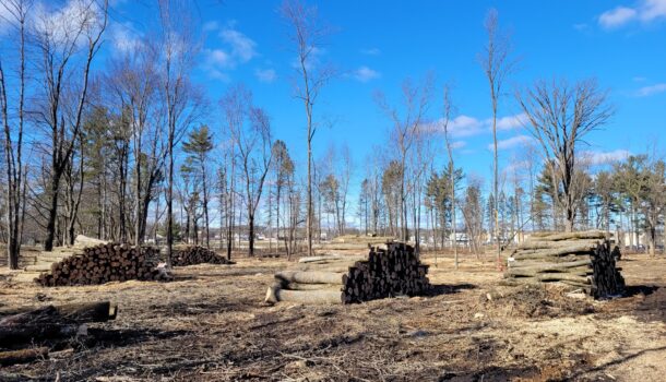 City of Marshfield Opens Up Bidding On Logs From Ash Trees In Braem Park